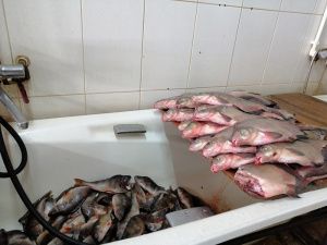 От малька до осетра 