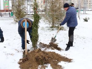 Новые ели в честь 40-летия города и 90-летия Югры