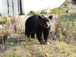 В районе «Ивушки» замечен медведь