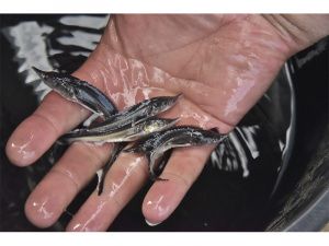 «Мальковая» компенсация