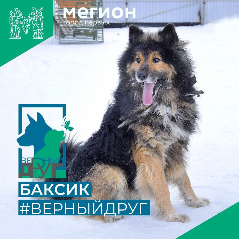 Баксик, который принесет удачу