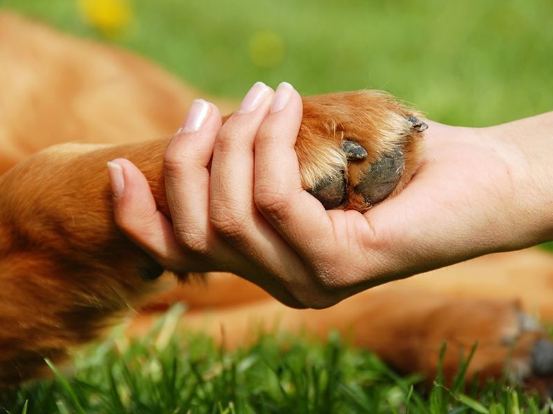 Конституция гуманного общества