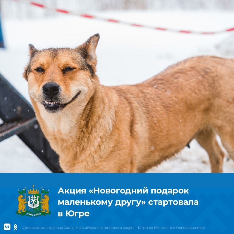 Присоединяйтесь к акции «Новогодний подарок маленькому другу»