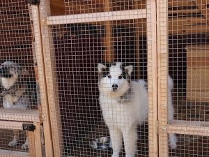 Жизнь в питомнике: ответы на популярные вопросы мегионцев