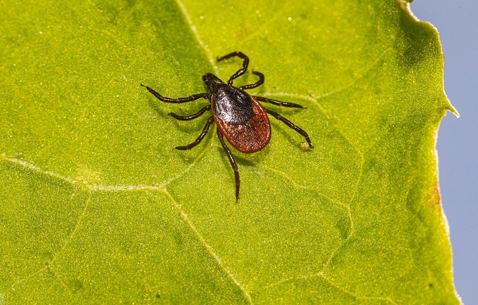 Как защитить себя от клеща