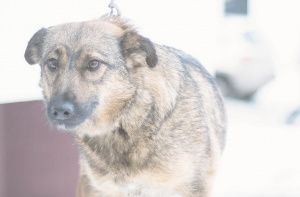 МАНЕЧКА ищет дом