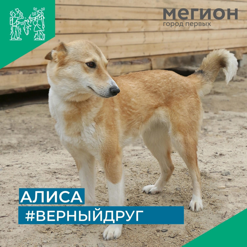 Алиса из страны чудес