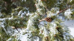 В новогоднюю ночь в Югре прогнозируют крепкий мороз