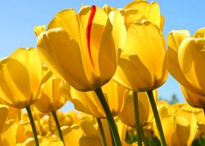 Дарите женщинам цветы…