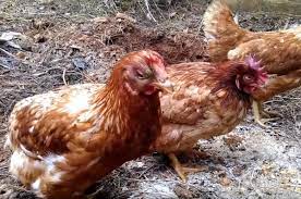 Ветеринарная служба Югры информирует