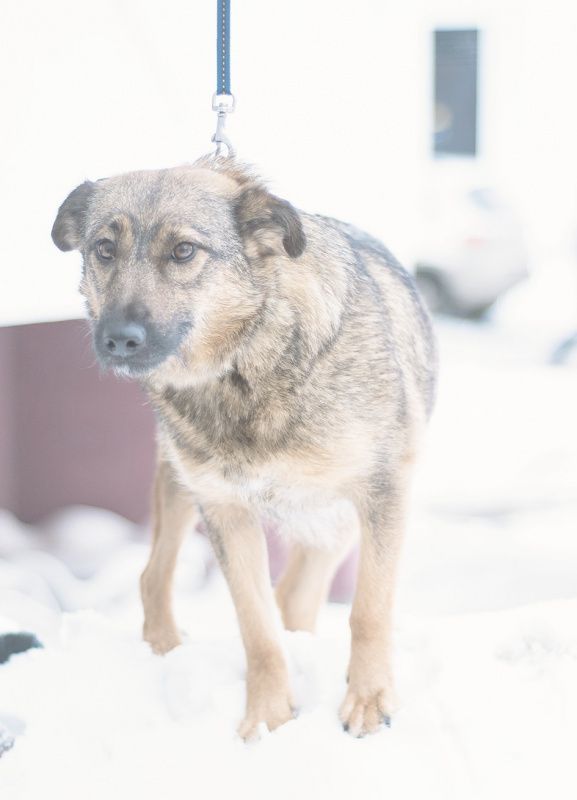 МАНЕЧКА ищет дом