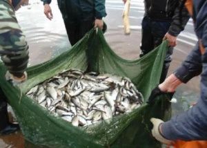 Югорчанам напомнили о запрете на вылов муксуна и стерляди