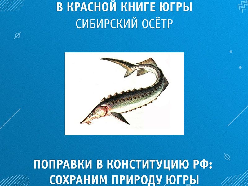 Поправки в Конституцию РФ: Сохраним природу Югры