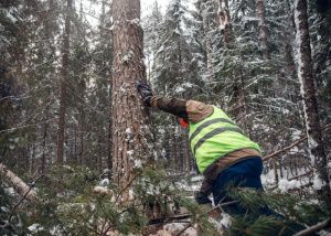 Миллион рублей за новый рынок сбыта за границей. Лесозаготовители Югры получают кешбэк