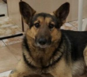 АНО «ЮТА Лапусик». БРУНО ищет дом