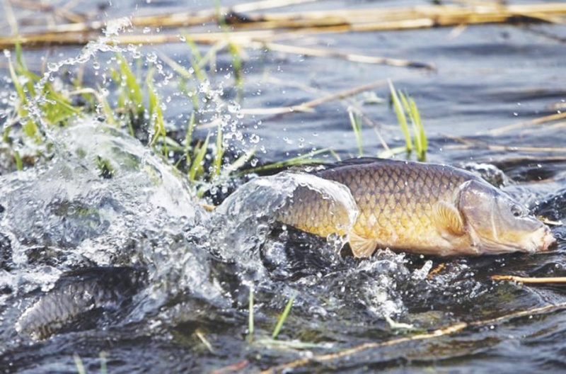 На реках и озерах рыбохозяйственного значения Югры объявили запрет на вылов рыбы сетными орудиями лова