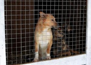 В Сургуте прошли курсы по поиску хозяев для бездомных животных