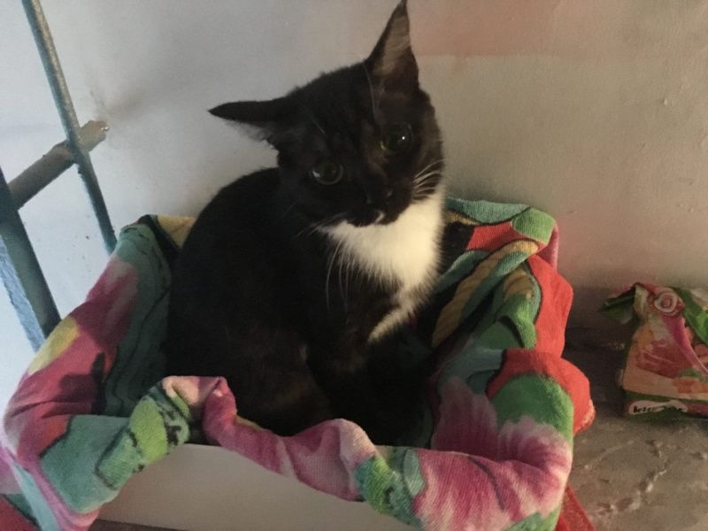  АНО «ЮТА Лапусик»