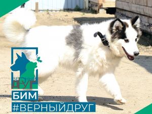 Красавец Бим завоюет любое сердце с первого взгляда 