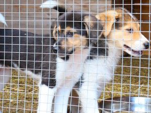 «Мы готовы к диалогу…» О работе «приюта» и перспективах развития объекта для содержания животных в Мегионе