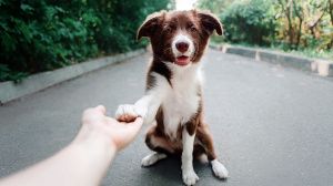 Акция в защиту животных «Ласковый май» продлится в Югре до 31 мая