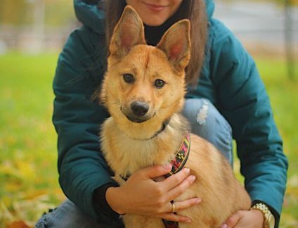 Отношение к животным – показатель нашего воспитания