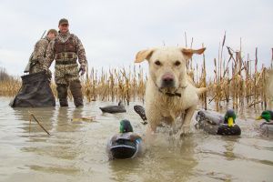Разрешение на охоту - через МФЦ!
