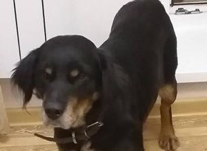 АНО «Юта Лапусик»  Джесси ищет дом!