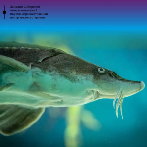 Ученые ЗапСибНОЦ работают над доступностью черной икры в Тюменской области, Югре и на Ямале