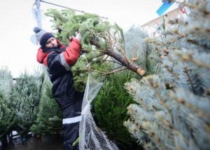 «Ёлочный сбор»
