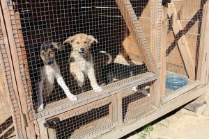 Как помочь работе объекта для содержания безнадзорных животных?