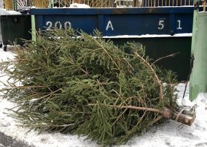 Югорчане могут утилизировать «отслужившие» елки с пользой