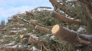 «Ёлочный сбор» 