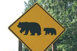 В СОТ "Ивушка" вновь замечен медведь