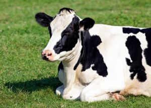 В Югре продолжается работа по профилактике вируса лейкоза крупного рогатого скота