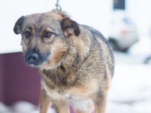 МАНЕЧКА ищет дом!