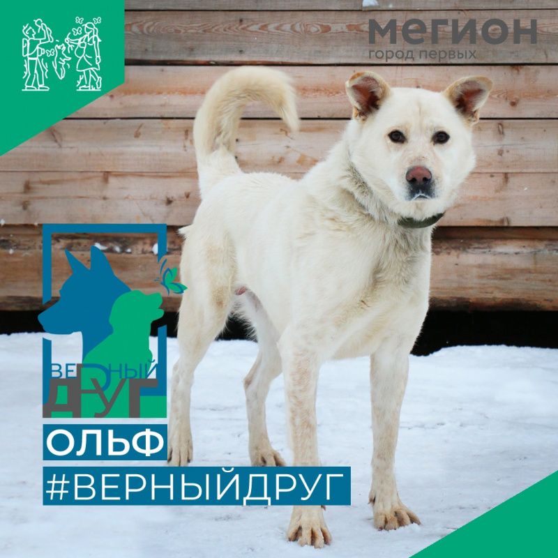 Снежно-белый Ольф готов к зиме