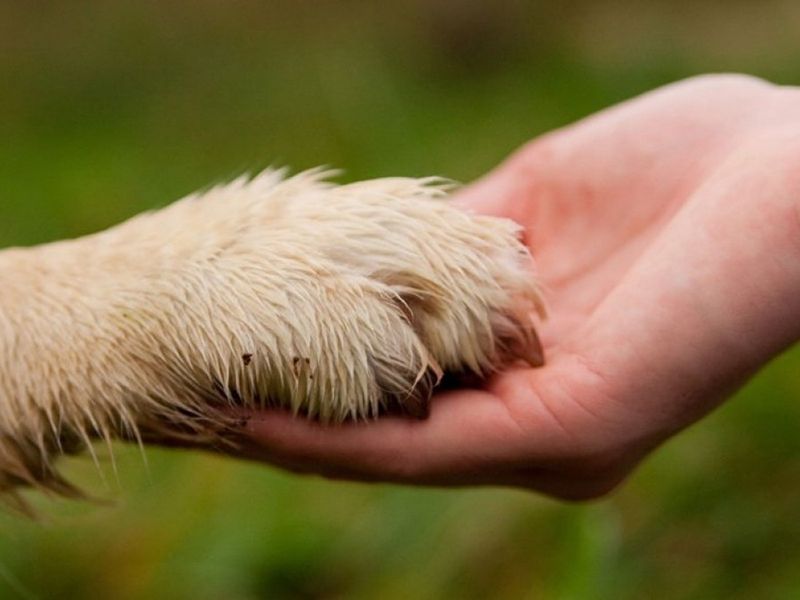 Конституция РФ: воспитание гуманного отношения к животным