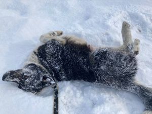 В Югре в рамках новых требований к содержанию животных запретили самовыгул собак