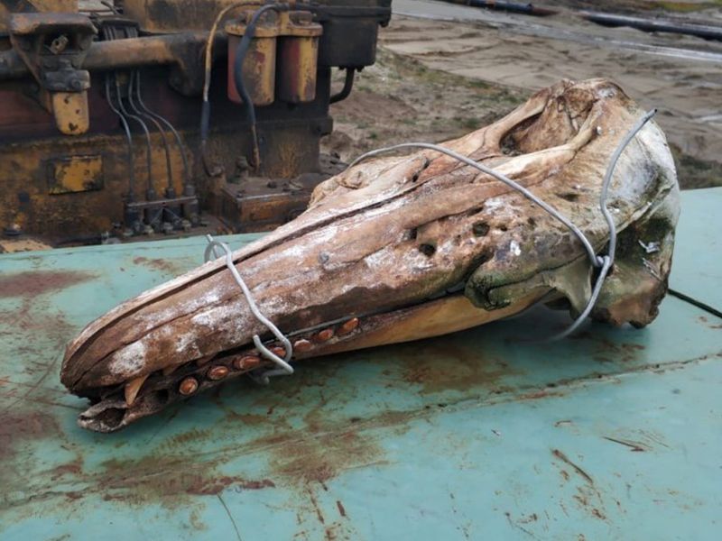 Жители Югры обнаружили удивительную находку на севере региона