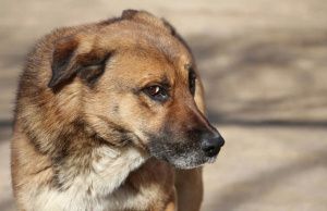 Внимание! В Мегионе ведется отлов безнадзорных и бродячих животных