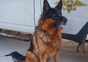 В Югре ищут хорошего хозяина для ушедшей на пенсию служебной собаки