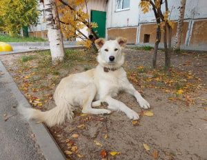 Умка ищет дом!