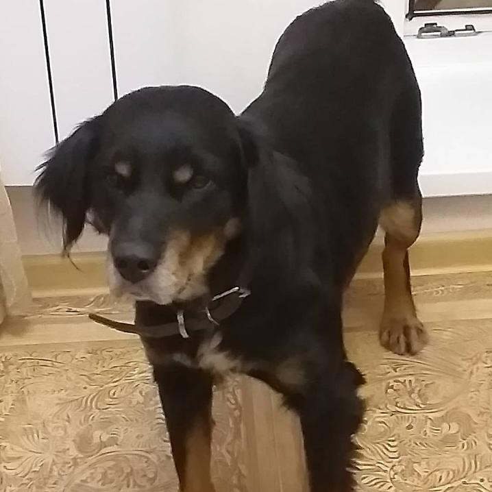 АНО «Юта Лапусик»  Джесси ищет дом!