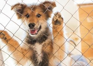 «Ласковый май – собаку забирай»