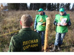 Восстановлением леса в Югре займутся фитопатологи