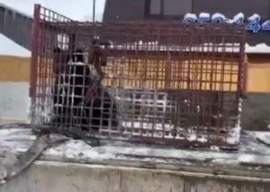 Сбежала от мамы: стала известна судьба медведицы, которая устроила переполох в Нижневартовске