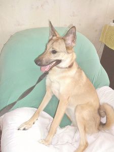 Будьте в курсе! О животных