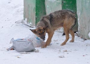 Для бездомных животных