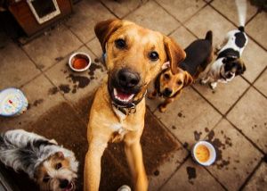 Полная миска каждому хвосту!